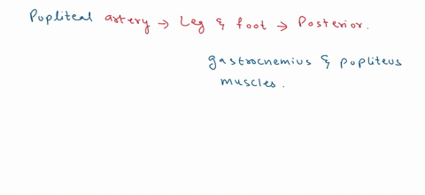 position-between-arteries-and-veins-describe-how-the-popliteal-artery-divides-into-the-various-calf-vessels-and-how-the-veins-are-configured-out-of-the-calf-back-to-the-popliteal-vein-43146