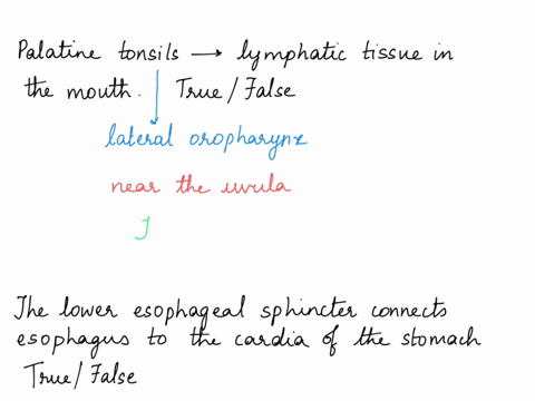 blii-5-the-palatine-tonsils-are-1-examples-of-the-lymphatic-tissue-in-the-mouth-true-false-jalsii-jaul-si-jki-bli-5-the-lower-esophageal-3-sphincter-connects-esophagus-to-the-cardia-of-the-s-48003