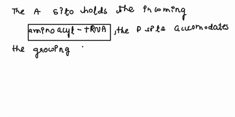 in-your-own-words-state-the-function-of-the-a-site-p-site-and-e-site-on-the-ribosome-and-briefly-describe-how-the-association-between-the-amino-acid-and-the-trna-changes-as-it-moves-through-22906