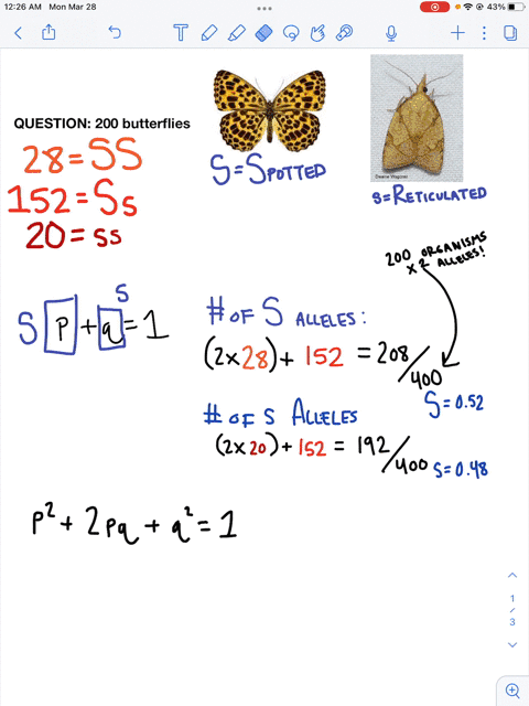 you-are-studying-a-population-of-200-butterflies-in-a-population-with-two-alleles-at-a-locus-for-pattern-spotted-s-and-reticulated-s-there-are-28-individuals-with-the-ss-genotype-152-individ-15633