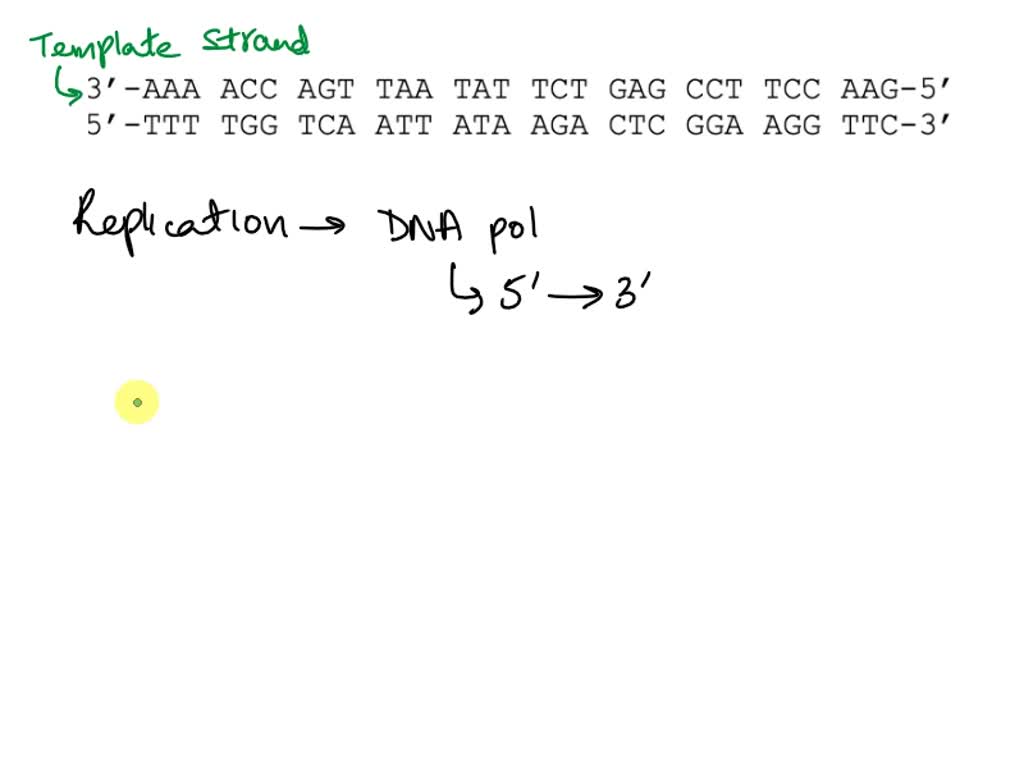 SOLVED: The double-stranded DNA shown below is part of a much larger ...