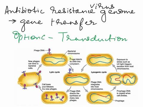 which-process-is-most-likely-to-result-in-a-gene-providing-antibiotic-resistance-being-found-in-a-viral-genome-a-conjugation-b-binary-fission-c-transduction-d-transformation-85796