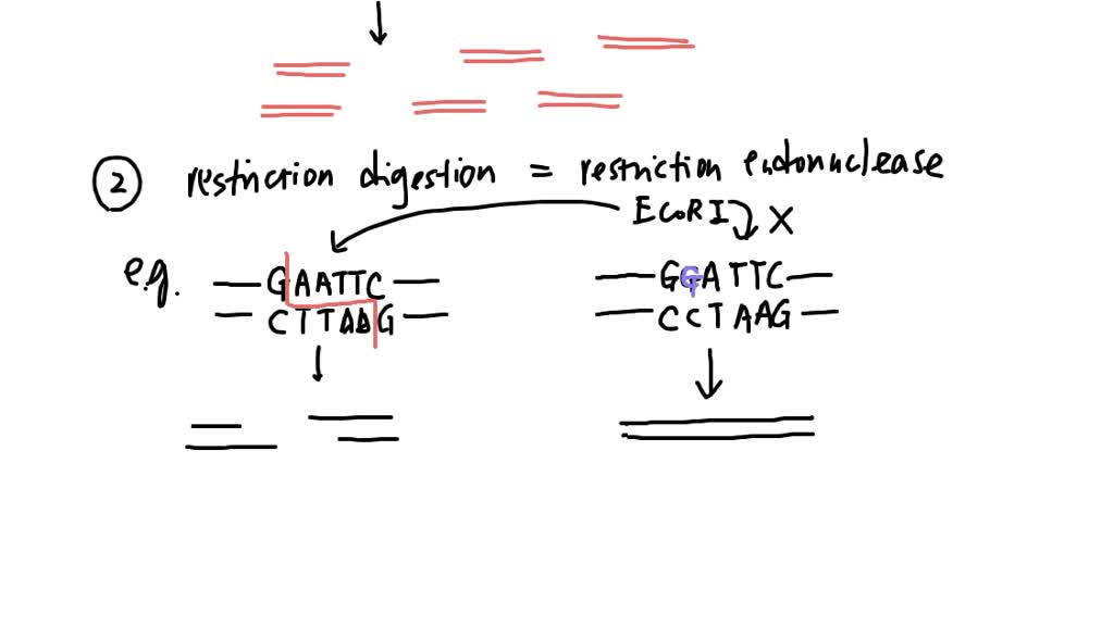 SOLVED: genotype mice derived from a mating of two heterozygous mice by ...