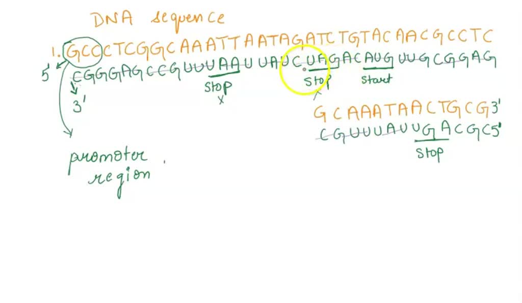 SOLVED: For each fragment of DNA provided: - Circle the promoter region ...