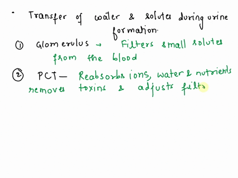 describe-the-transfer-of-water-and-solutes-during-urine-formation-17136