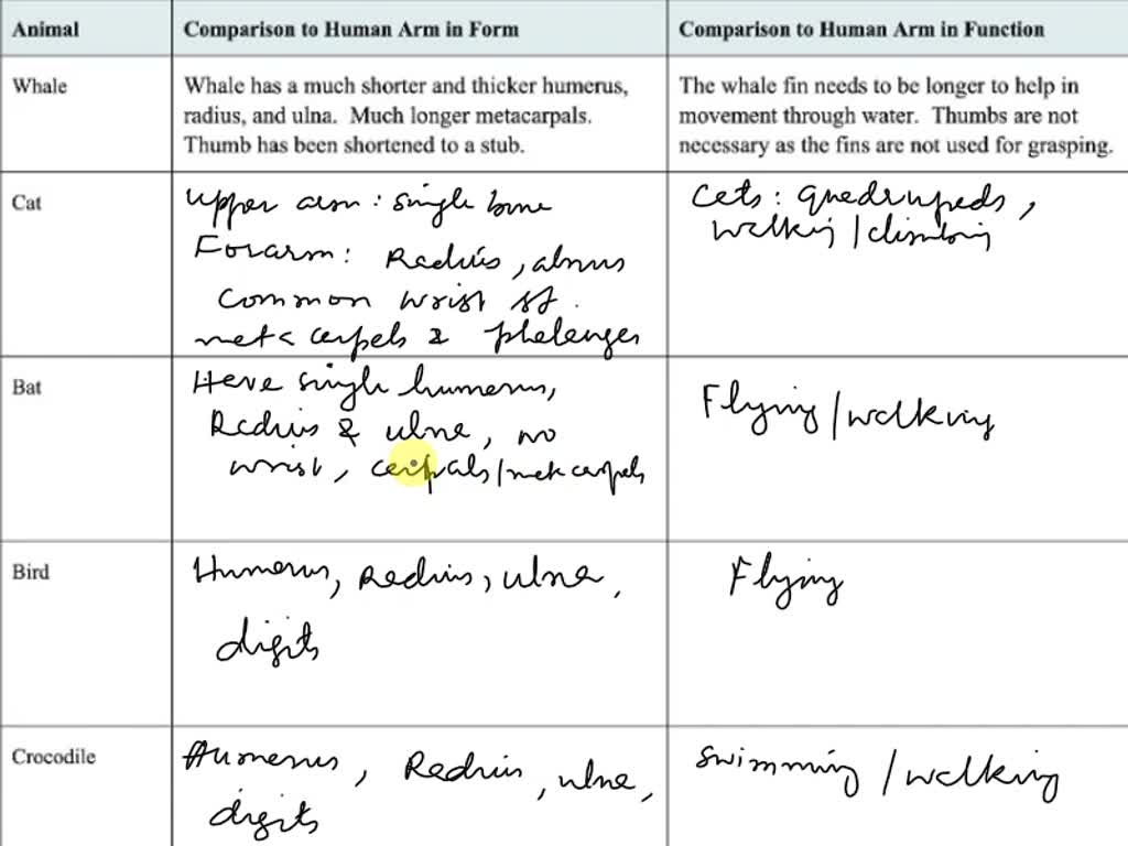 SOLVED: Page 1 of 7 ZOOM Compare the skeletal structure of each limb to