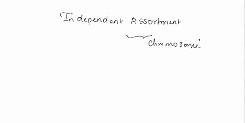 independent-assortment-of-chromosomes-is-a-result-of-the-random-and-independent-way-in-which-each-pair-of-homologous-chromosomes-lines-up-at-the-metaphase-plate-during-meiosis-the-random-nat-20366