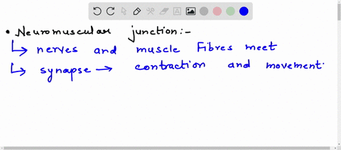 describe-the-structure-of-the-neuromuscular-junction-80248