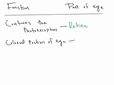 retina-lens-tapetum-lucidum-the-white-of-the-eye-consists-of-muscles-which-control-and-shape-the-lens-the-iridescent-portion-of-the-choroid-layer-in-nocturnal-animals-the-opening-in-the-iris-07966