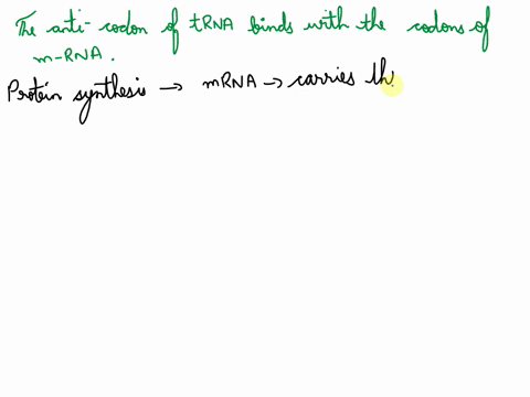the-anti-codon-of-trna-binds-with-a-nucleic-bases-on-mrna-b-codons-of-trna-c-nucleic-bases-of-rrna-d-amino-acids-90477