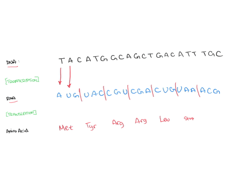 sccondme-uuu-uuc-uua-leu-uug-ucu-ucc-uau-ugu-uac-_-ugc-uaa-vga-stop-stop-uag-ugg-cau-cgu-jxs-cac-_-cgc-caa-cga-jotn-cag-cgg-rau-agu-aac-agc-_-uca-ucg-cuu-cuc-cua-cug-ccc-ccg-acu-acc-auu-auc-04557