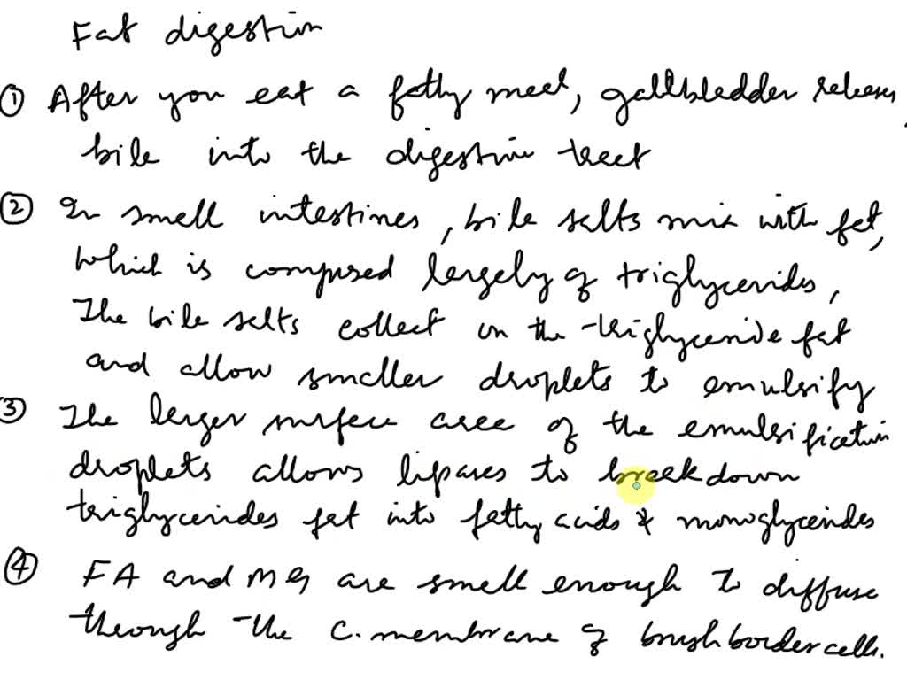 SOLVED Steps of Fat Digestion After you eat a fatty meal, the