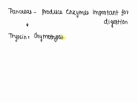 the-pancreas-secretes-___________-into-the-small-intestine-to-aid-in-carbohydrate-digestion-lipase-trypsinogen-amylase-sucrase-79695