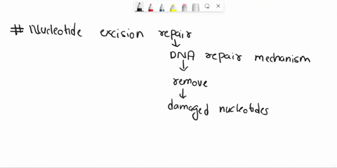dna-damage-can-occur-as-a-result-of-exposure-to-chemicals-or-ultraviolet-radiation-what-happens-during-nucleotide-excision-repair-of-damaged-dna-a-enzymes-delete-an-incorrect-dna-sequence-pu-92937