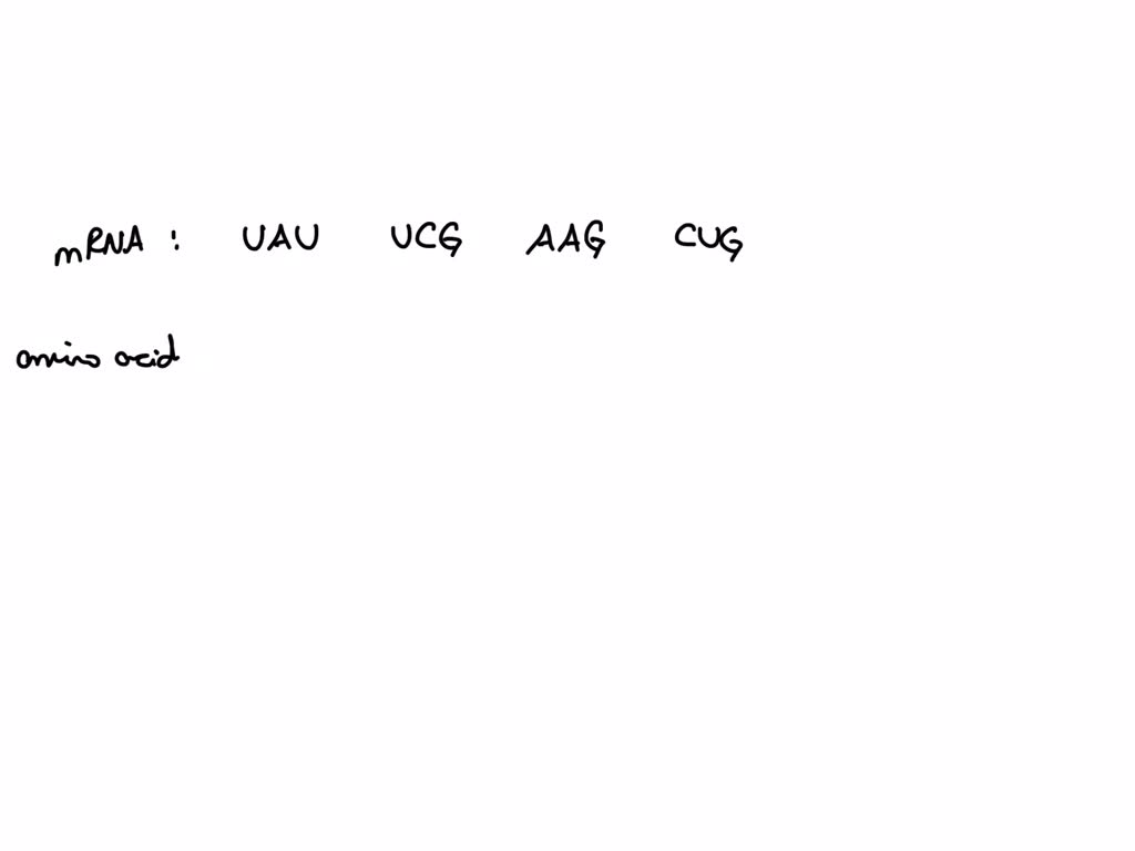 SOLVED Part A; UAU UCG AAG CUG What is the amino acid sequence from