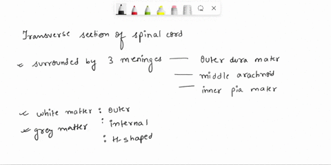 label-the-following-structures-on-the-transverse-section-of-the-spinal-cord-anterior-ventral-horn-anterior-ventral-median-lissure-central-canal-postcrior-dorsal-hon-ortenor-dorsal-mnedian-su-04229