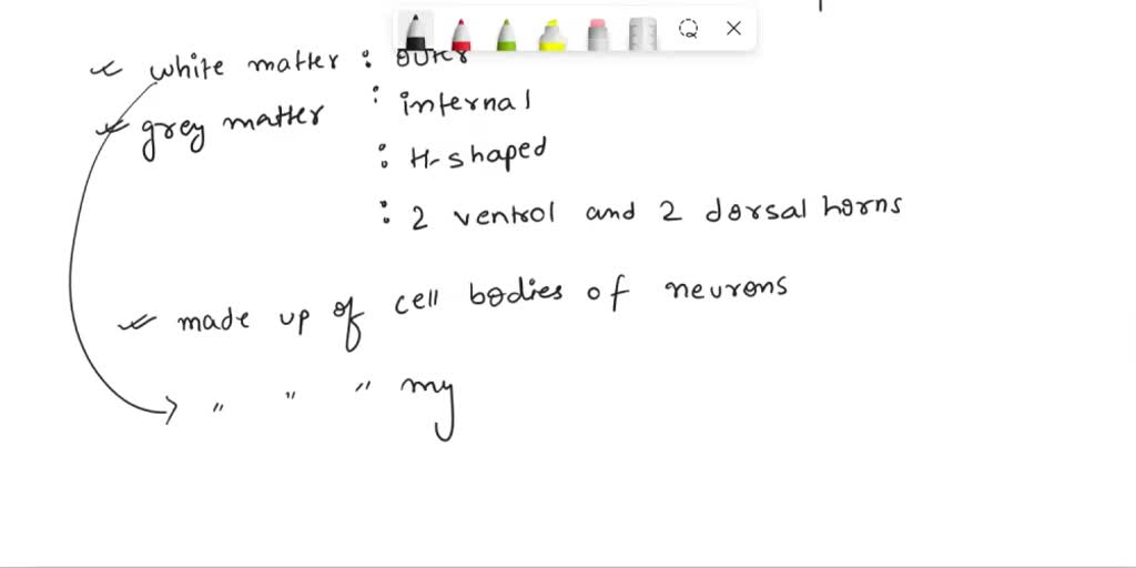 SOLVED: Posterior horn, Anterior horn, Lateral horn, Central canal ...