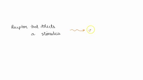 14-a-receptor-that-detects-a-stimulus-is-a-an-independent-small-organ-b-part-of-the-pre-motor-complex-c-a-portion-of-the-axon-of-the-primary-neuron-d-a-portion-of-the-dendrite-of-the-primary-29276