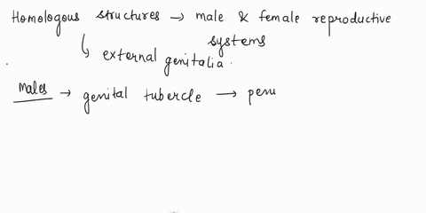 identify-the-homologous-structures-of-the-male-and-female-reproductive-systems-98728