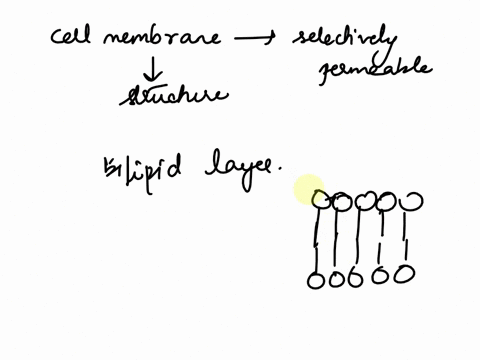 why-is-the-cell-membrane-described-as-being-selectively-permeable-explain-how-its-structure-helps-it-to-perform-this-function-02804