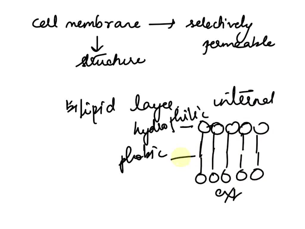 SOLVED: The filtration membrane consists of fenestrated capillaries ...