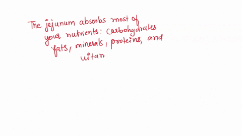 what-structures-absorb-the-products-of-digestion-in-the-small-intestine-46857