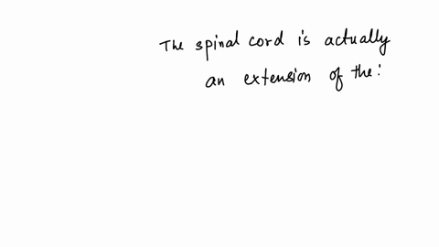 the-spinal-cord-is-actually-an-extension-of-the-bodys-visceral-organs-skeletal-nervous-system-brain-sensory-nerves