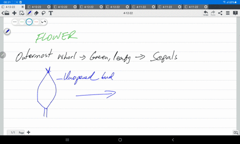what-are-the-green-leafy-structures-of-a-typical-flower-the-covers-the-unopened-flower-bud-stamens-carpels-petals-corolla-sepals-08564