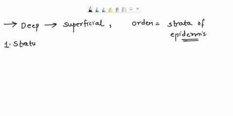 from-deep-to-superficial-the-order-of-the-strata-of-the-epidermis-is-39486
