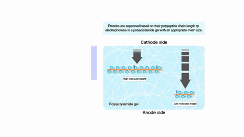 2-you-have-a-mixture-of-3-proteins-in-a-solution-you-want-to-figure-out-the-approximate-size-molecular-mass-of-the-proteins-explain-how-you-would-use-gel-electrophoresis-to-figure-out-the-si-77668
