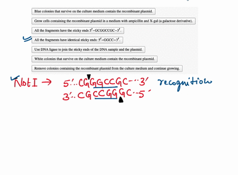 a-researcher-treats-a-dna-sample-and-plasmid-with-the-amp-and-lacz-for-the-enzyme-p-galactosidase-genes-with-the-restriction-enzyme-notl-with-the-goal-of-making-recombinant-dna-molecules-the-98634