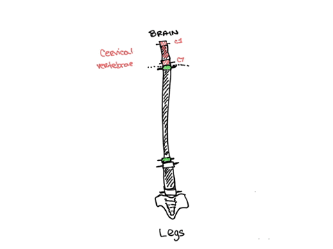 what-is-the-correct-arrangement-of-the-bones-of-a-vertebral-column-starting-from-the-brain-to-the-legs-37753