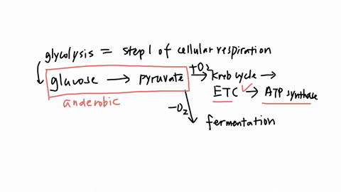 question-15-select-all-of-the-true-statements-about-the-products-of-glycolysis-the-production-of-atp-in-glycolysis-requires-the-enzyme-atp-synthase-and-a-proton-gradient-glycolyis-produces-oxygen-whic
