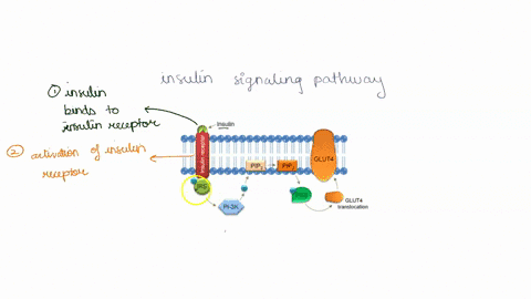 place-these-steps-of-the-insulin-signaling-pathway-in-the-correct-order-first-lst-answci-bank-activalion-of-protein-kinase-b-pkb-phosphorylation-of-phosphoinositide-3-kinase-pf-activation-of-42918