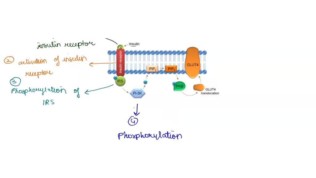 SOLVED Place these steps of the insulin signaling pathway in the