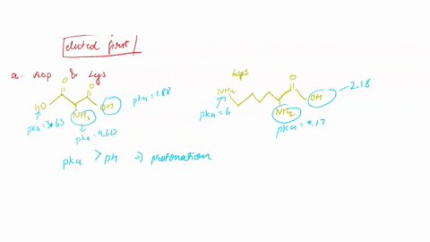 mixtures-0f-amino-acids-are-analyzed-by-first-separating-the-mixture-into-its-components-through-ion-exchange-chromatography-amino-acids-placed-on-cation-exchange-resin-containing-sulfonate-63108