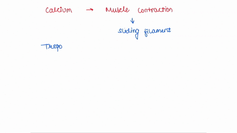 what-is-the-role-of-calcium-in-muscle-contraction-a-its-binding-to-a-regulatory-protein-causes-the-p-35655