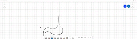 1-relative-to-the-position-of-the-stomach-it-is-a-inferior-to-the-lungs-b-superior-to-the-transverse-colon-c-in-the-abdominal-cavity-d-in-the-upper-left-quadrant-all-the-above-question-2-2-p-84463