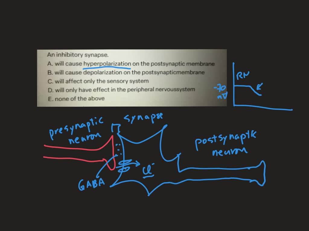 SOLVED: An inhibitory synapse. A. will cause hyperpolarization on the ...