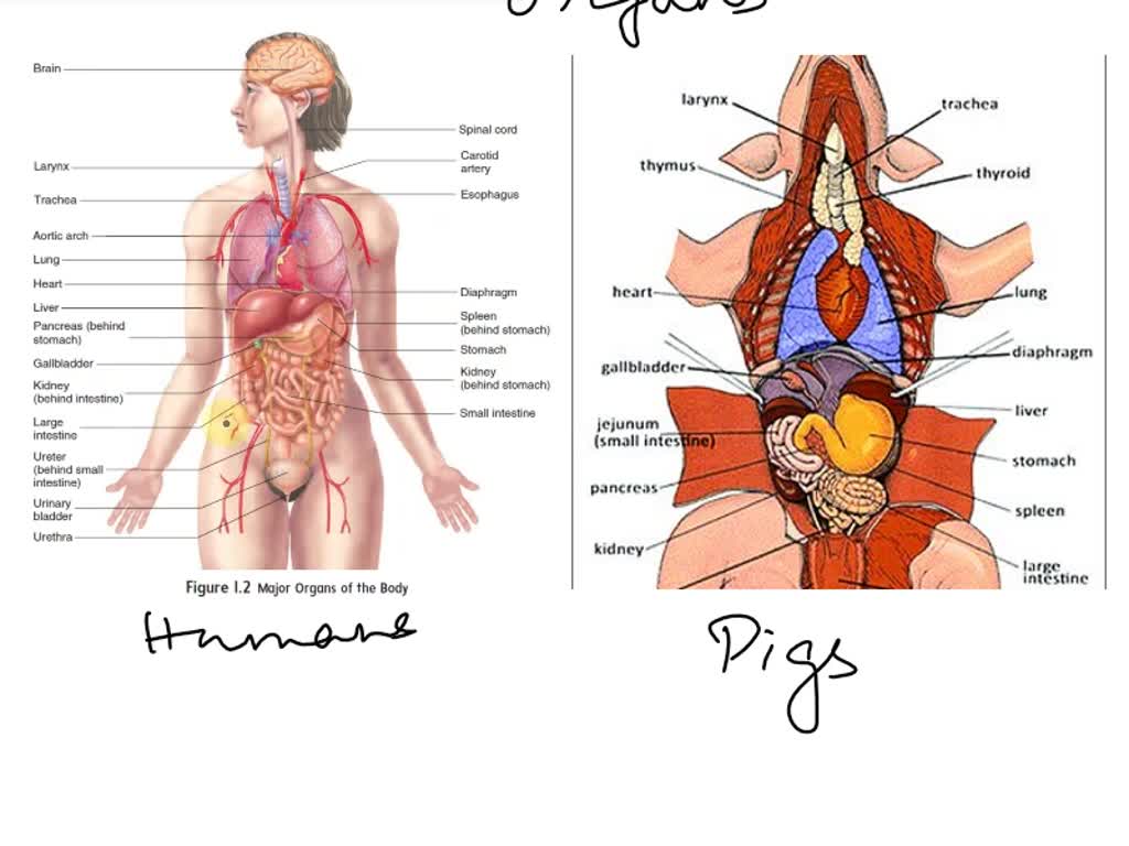 SOLVED Texts Activity 3 Observing Sectioned Specimens 1. Go to the
