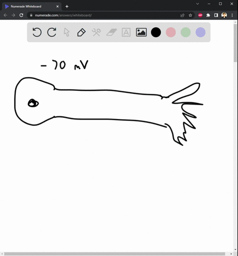 describe-how-action-potentials-work-to-transmit-information-between-neurons-make-sure-to-indicate-how-they-are-initiated-how-they-are-propagated-along-the-axon-and-the-mechanism-by-which-the-67813
