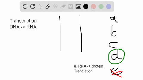 during-transcription-adouble-stranded-rna-chains-are-produced-b-the-entire-dna-molecule-is-used-cprimase-creates-an-rna-primer-to-start-the-rna-strand-donly-one-of-the-two-dna-strands-act-as-57383
