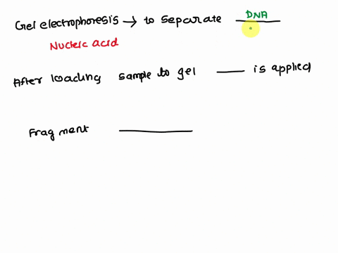 gel-electrophoresis-is-a-method-used-to-separate-fragments-of-biomolecules-such-as-___________-dna-lipids-sugars-after-loading-a-sample-onto-a-gel-a-__________-magnetic-field-uv-light-curren-82172