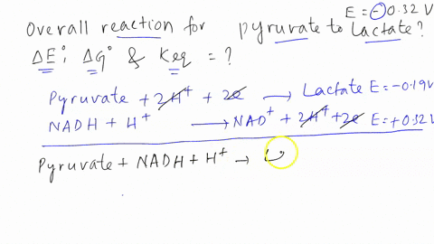 1-use-the-following-half-reactions-to-answer-the-questions-below-pyruvate-2h-2e-lactate-e0-019v-nad-2h-2e-nadh-h-e0-032v-a-write-the-overall-reaction-for-the-formation-of-lactate-from-pyruva-59627