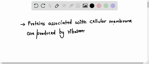 proteins-associated-with-the-cellular-membrane-are-produced-by-ribosomes-that-are-found-on-select-one-golgi-apparatus-b-rough-endoplasmic-reticulum-smooth-endoplasmic-reticulum-d-the-cellula-19739