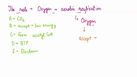 the-role-of-the-oxygen-molecules-required-for-aerobic-respiration-is-0-a-to-produce-co2-b-to-accept-the-lowenergy-electrons-at-the-end-of-the-electron-transport-chain-c-to-form-acetyl-co-a-d-90342