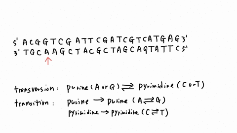 1here-youll-find-a-series-of-base-mismatches-within-a-double-stranded-segment-of-dna-within-the-transcribed-sequence-of-the-nkeamro-genethe-protein-produced-by-the-nkeamro-gene-promotes-cell-16828