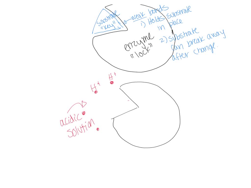 SOLVED Use the lock and key analogy to explain why excessively acidic