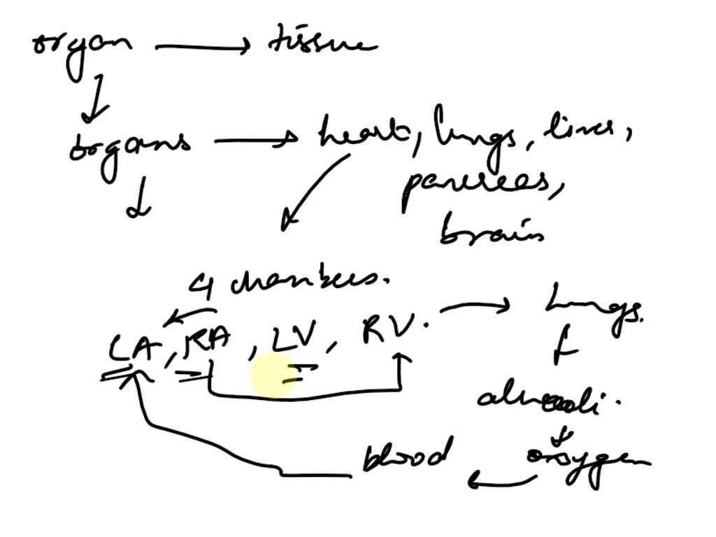 SOLVED: The difference between and explanation of the terms cell ...