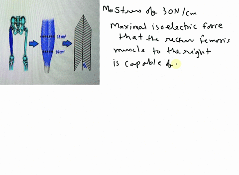 with-a-maximal-stress-of-30-ncmwhat-is-the-maximal-isometric-force-that-the-rectus-femoris-muscleto-the-rightis-capable-of-producing-27386